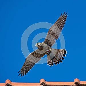 Kestrel's, the juvenile, capture