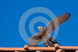 Kestrel's, the juvenile, capture on the roof