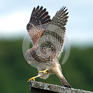 Kestrel's, juvenile, performance