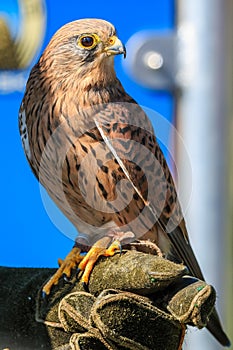 Kestrel sitting on a hawkers glove photo