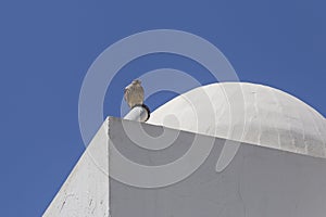Kestrel sitting on roof of white edifice