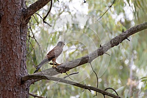 Kestrel standing on a branch