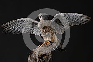 Kestrel - Studio captured photograph