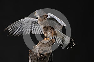 Kestrel - Studio captured photograph