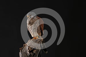 Kestrel - Studio captured photograph