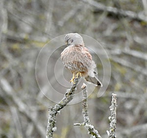 Kestrel in a tree