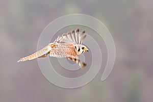 Kestrel varied bird