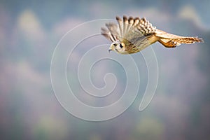 Kestrel varied bird