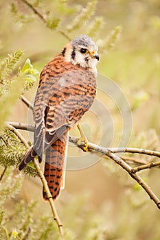 Kestrel varied bird