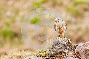 Kestrel varied bird