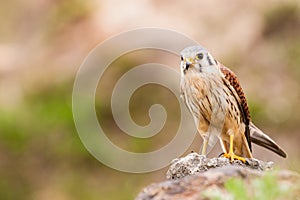 Kestrel varied bird