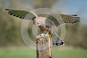 Kestrel with wings spread