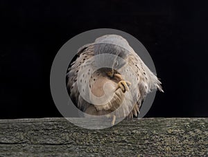 Kestrel