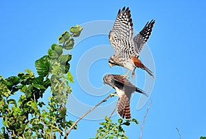 Kestrels on the edge of mating