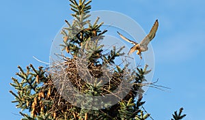 Kestrels fly over your eyrie for hunting in Hamburg, Germany