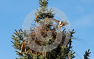 Kestrels fly over your eyrie for hunting in Hamburg, Germany