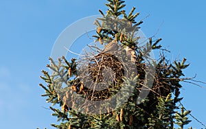 Kestrels fly over your eyrie for hunting in Hamburg, Germany