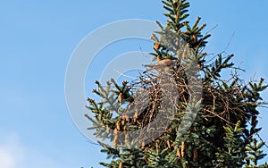 Kestrels fly over your eyrie for hunting in Hamburg, Germany