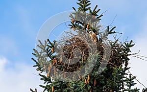 Kestrels fly over your eyrie for hunting in Hamburg, Germany