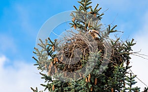 Kestrels fly over your eyrie for hunting in Hamburg, Germany