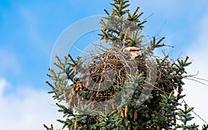 Kestrels fly over your eyrie for hunting in Hamburg, Germany