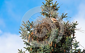 Kestrels fly over your eyrie for hunting in Hamburg, Germany