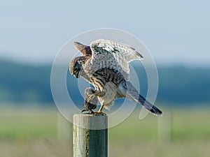 Kestrelâ€™s landing with the prey on the roundpole