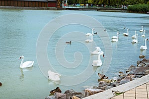 KESZTHELY, HUNGARY - JULY 3, 2020: Swans swimming around the pier of Keszthely, Hungary