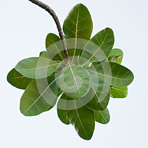 Ketapang Terminalia catappa Indian Almond leaves photo