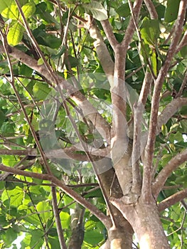 Ketapang tree looks so sturdy and beautiful full of coolness