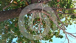 the ketapang tree that provides shade
