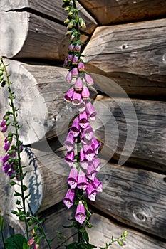 Ketchikan, Alaska: Purple foxglove