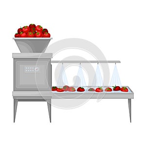 Ketchup Manufacturing with Tomato on Conveyor Belt Washing Process Vector Illustration