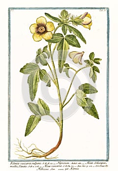 Ketmia vesicaria vulgaris Hibiscus trionum
