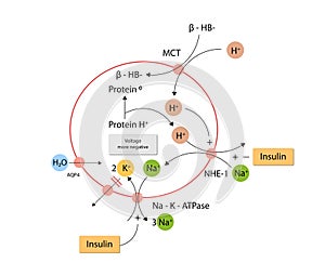 Ketogenesis transforms fats and some amino acids into ketone bodies, providing an alternative fuel source, crucial during fasting photo