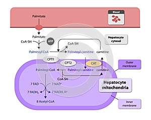 Ketogenesis transforms fats and some amino acids into ketone bodies, providing an alternative fuel source, crucial during fasting photo