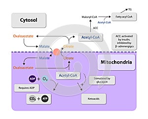 Ketogenesis transforms fats and some amino acids into ketone bodies, providing an alternative fuel source, crucial during fasting