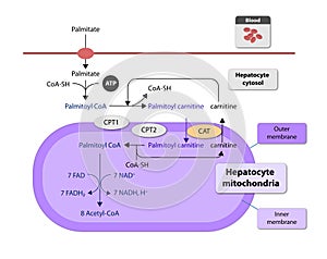 Ketogenesis transforms fats and some amino acids into ketone bodies, providing an alternative fuel source, crucial during fasting photo