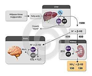 Ketogenesis transforms fats and some amino acids into ketone bodies, providing an alternative fuel source, crucial during fasting