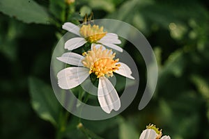 ketul flower or what is known scientifically as biden pilosa, photo