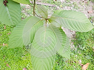 Ketum leaf plant or kratom plant on nature enviroment