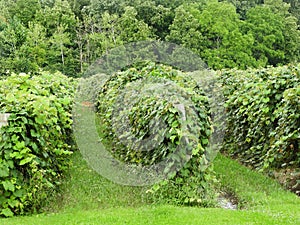 Vineyard on Keuka Lake in the FingerLakes photo