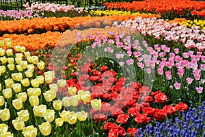 Keukenhof 2016 - Holland