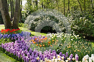 The Keukenhof, Dutch Public Spring Flowers Garden