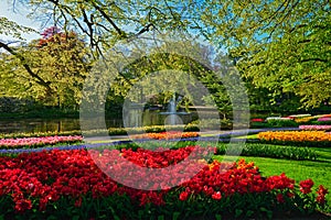 Keukenhof flower garden. Lisse, the Netherlands.