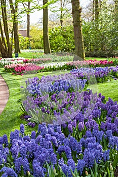 Keukenhof Flower Garden, Lisse, Netherlands photo