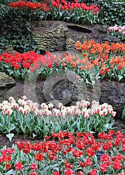 Keukenhof garden 