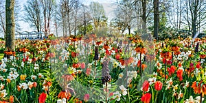 Keukenhof Garden, Holland