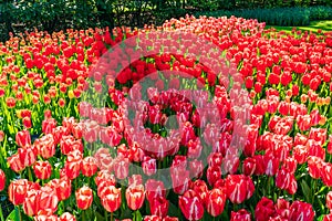 Keukenhof Garden, Holland