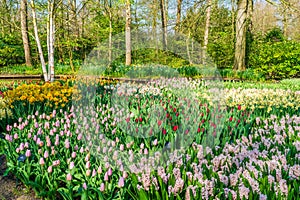 Keukenhof Garden, Holland